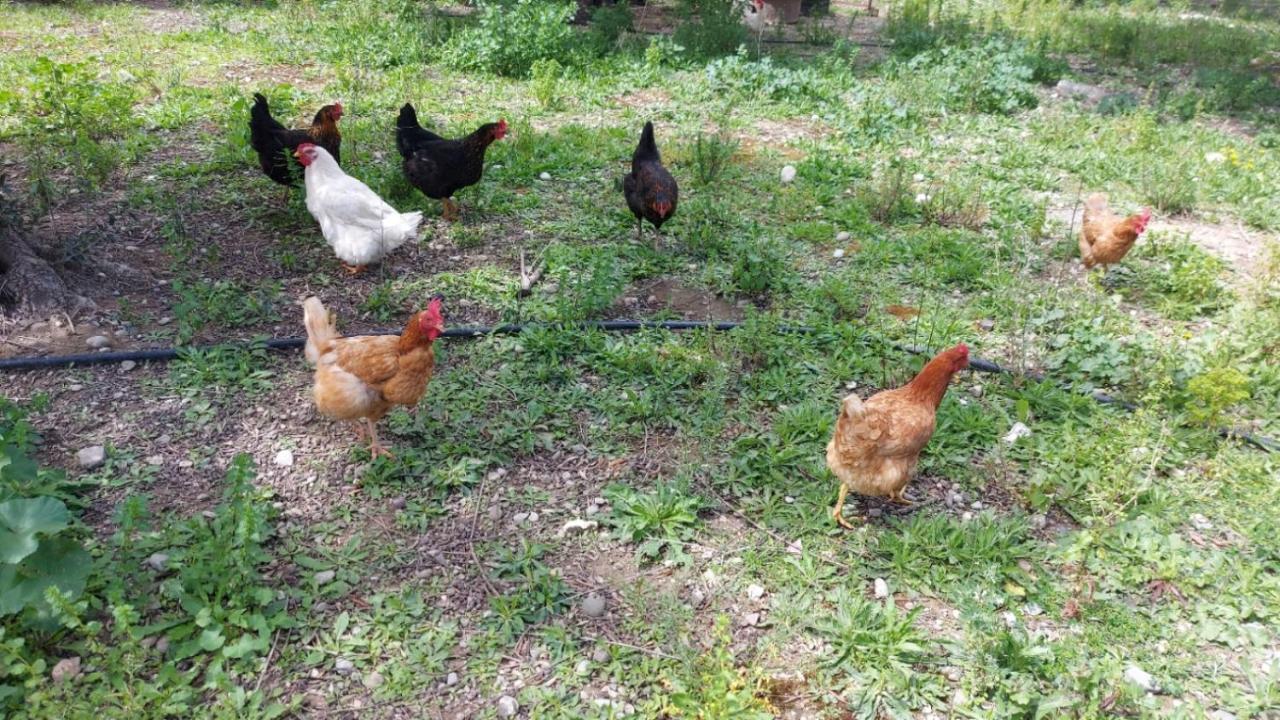 Agritourism Cottage Near Sitia Bagian luar foto