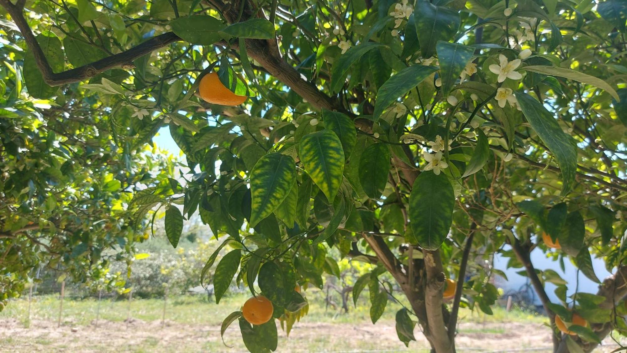 Agritourism Cottage Near Sitia Bagian luar foto